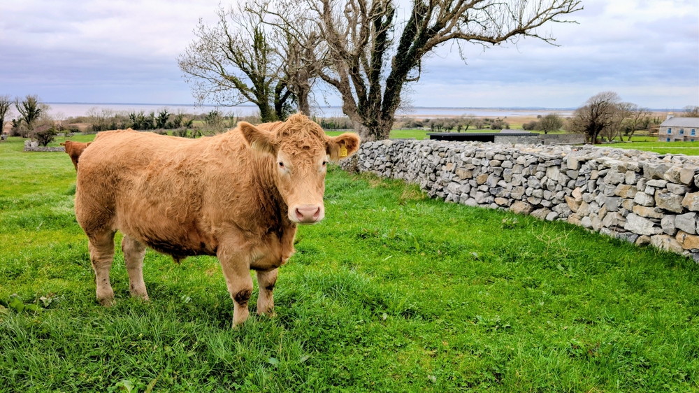 Galway, Ireland