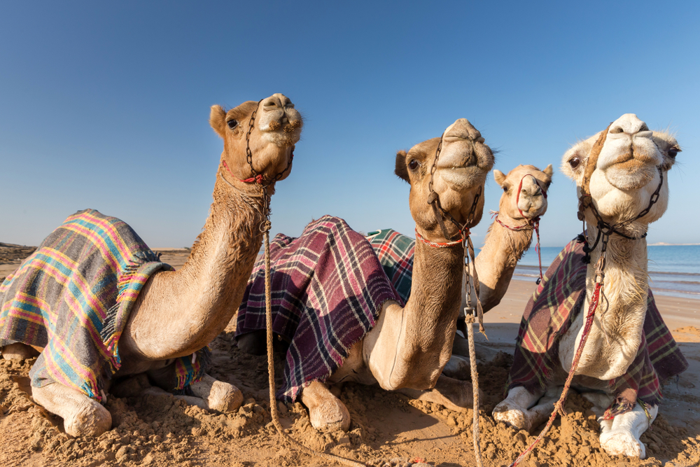 Ras Al Khaimah, United Arab Emirates