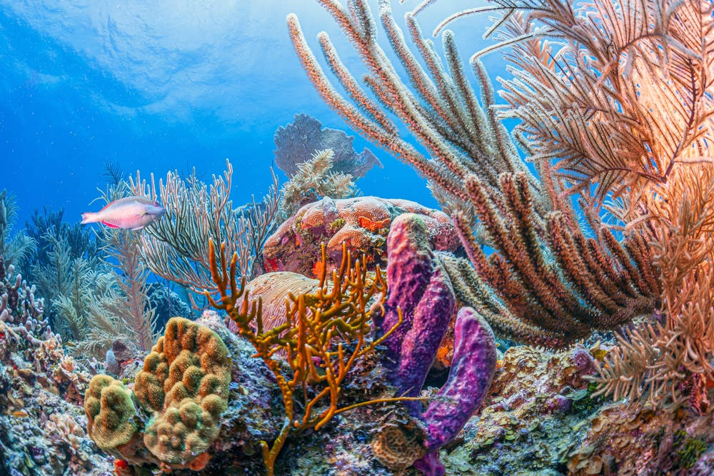 Roatán, Honduras